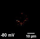 Real-time Imaging of Cellular Proton Fluxes
