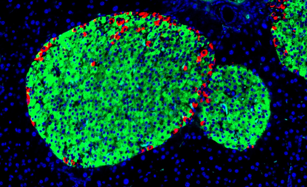 Beta Cells Myoung Sook Han Lab