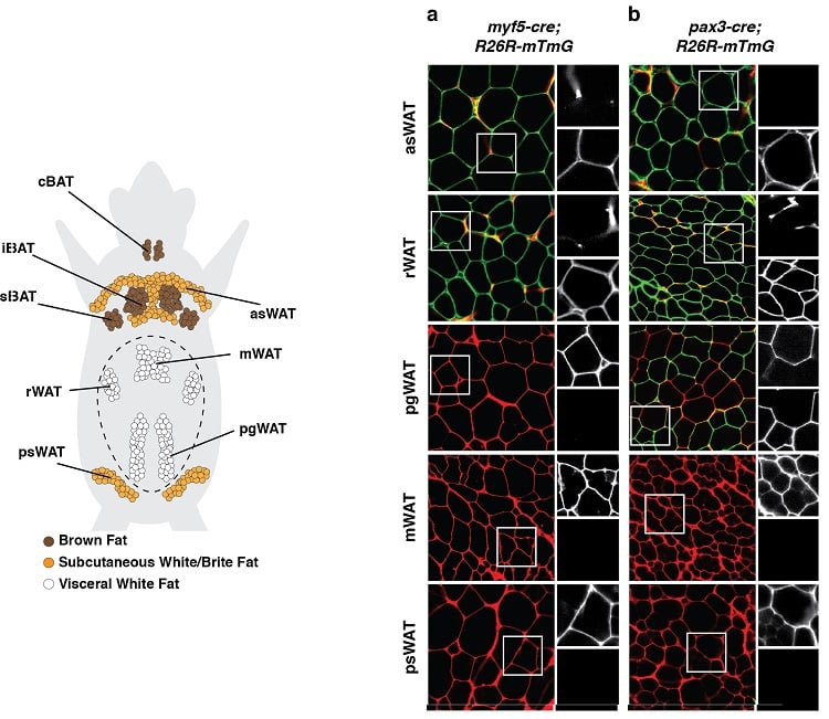 Adipose lineage chart
