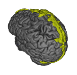 Hemond Lab research of Neural Immune Interfaces