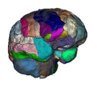 Hemond Lab research of quantitative volumetry