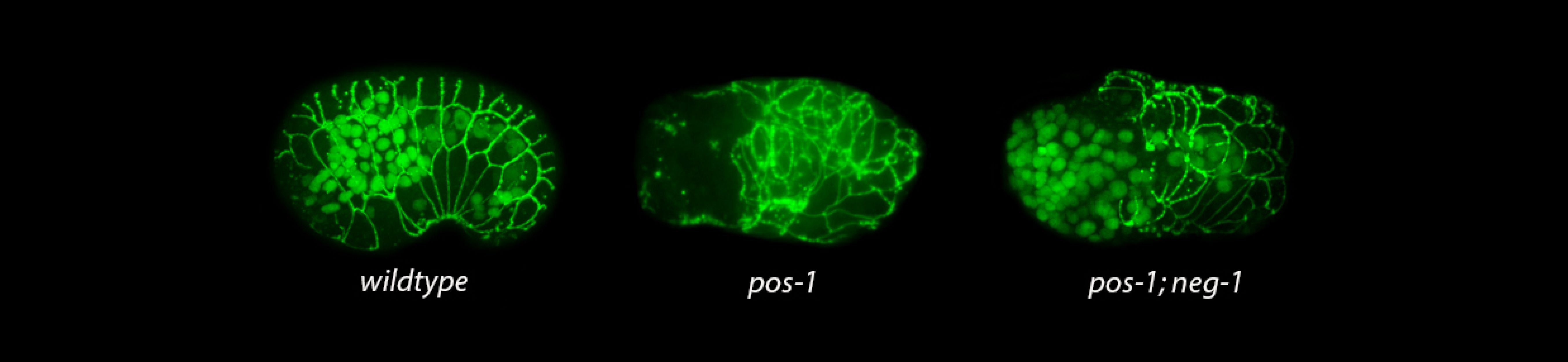 CM Hero SLider- skinny.png