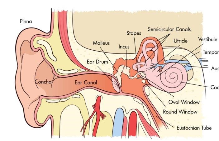 Image of the ear canal and its parts