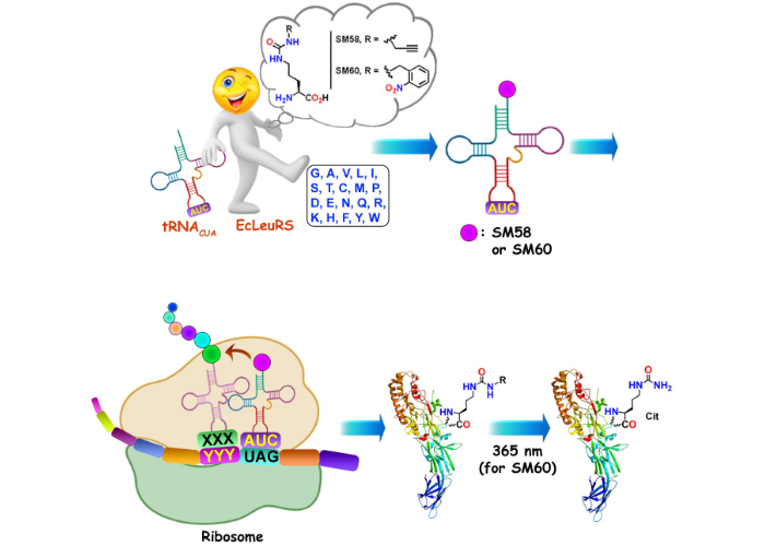 site specific incorporation
