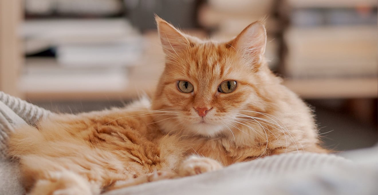 UMass Chan leads research aimed at advancing cat genomics